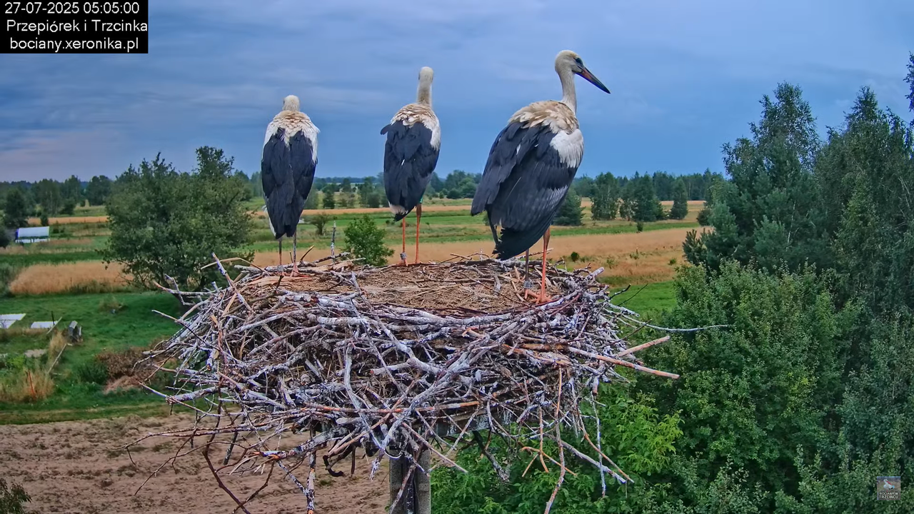 27072025bociany5