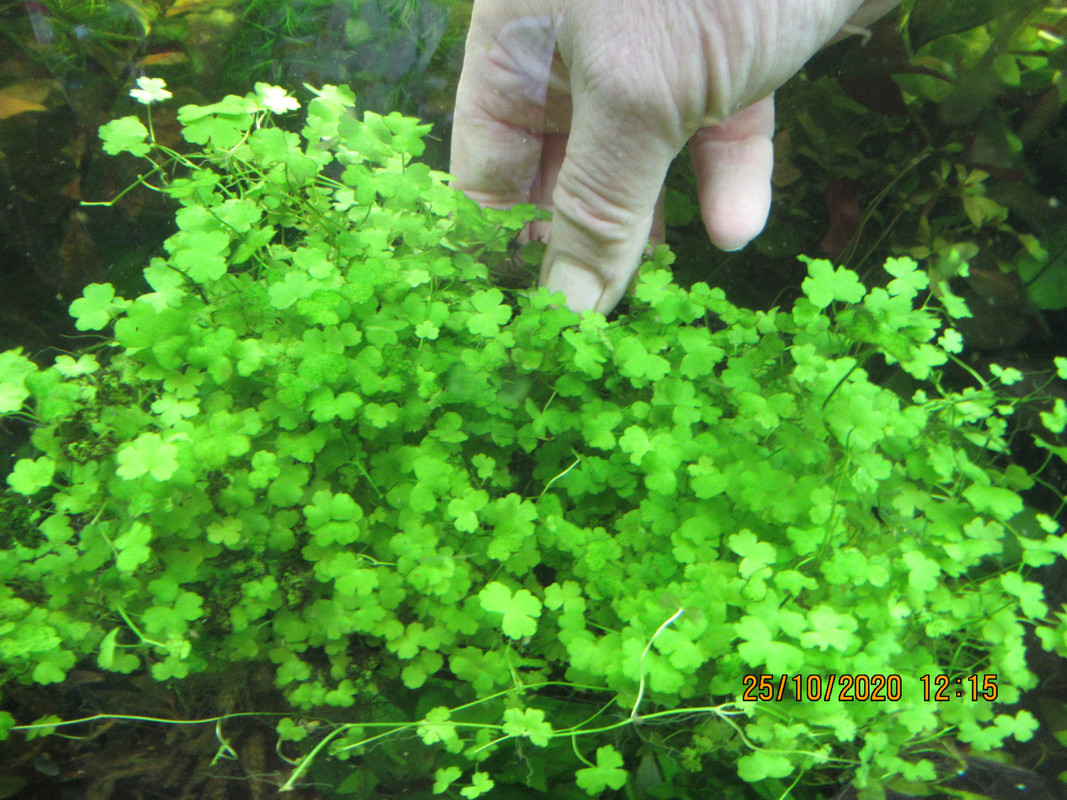 Гидрокатила трипартита