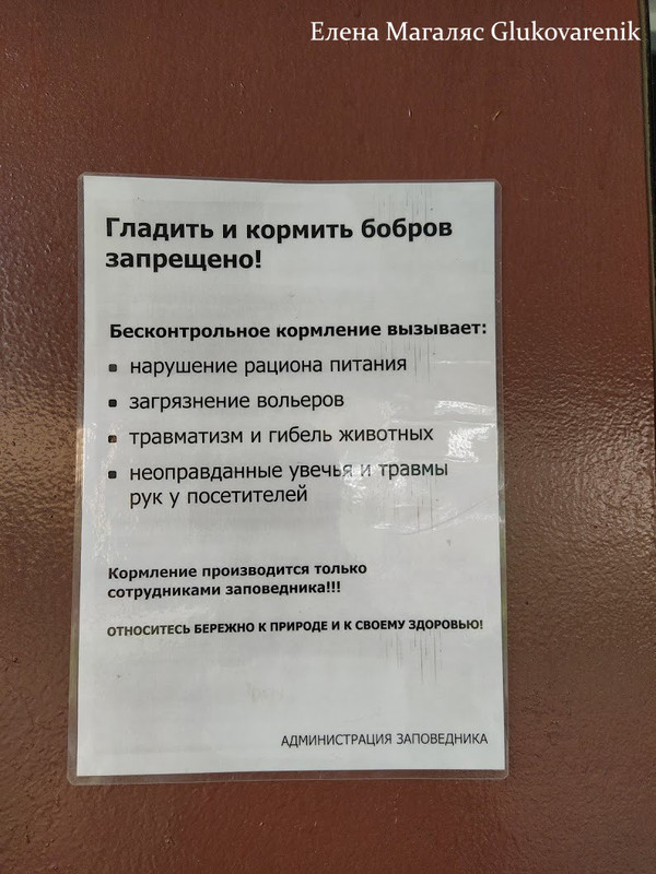 Бобры добры! 