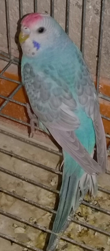 صورة
