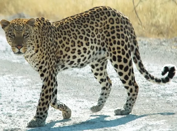 [Image: predators-facts-with-pictures-6705-4-1674759098.webp]