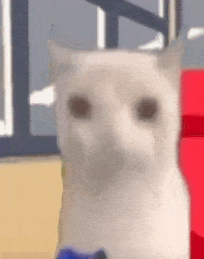 cat-eating.gif