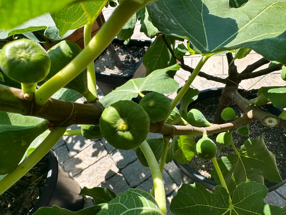 figs-18.jpg