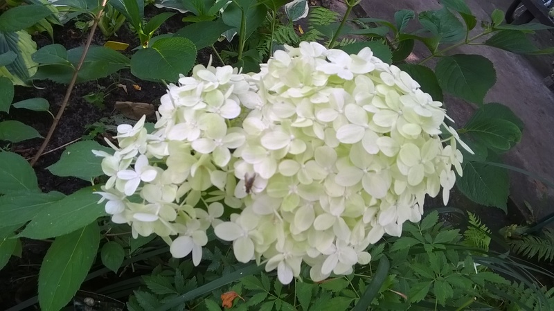 WP_20150812_09_54_18_Pro