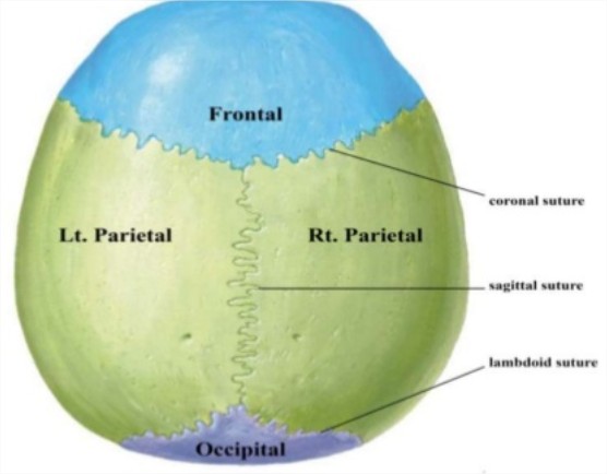 norma verticalis - Ecosia - Google Chrome