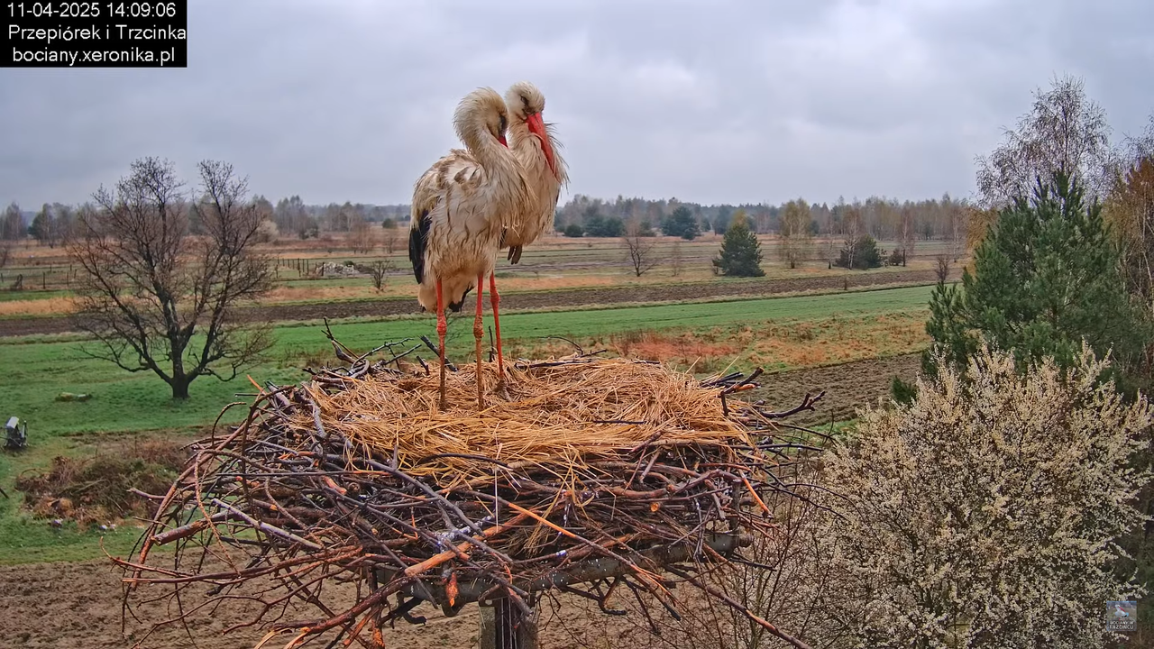 11042025bociany5