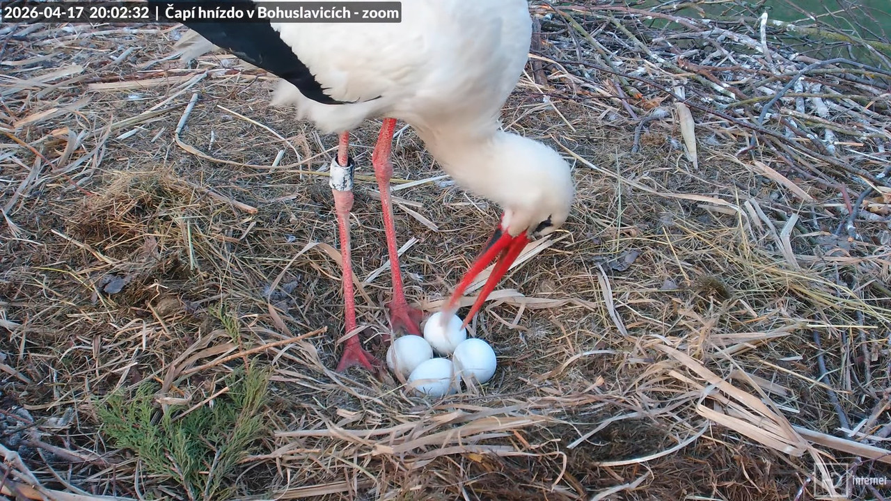 Živě z čapího komína v Bohuslavicích u Trutnova ve 4K (zoomovací) 12 9 31 screenshot