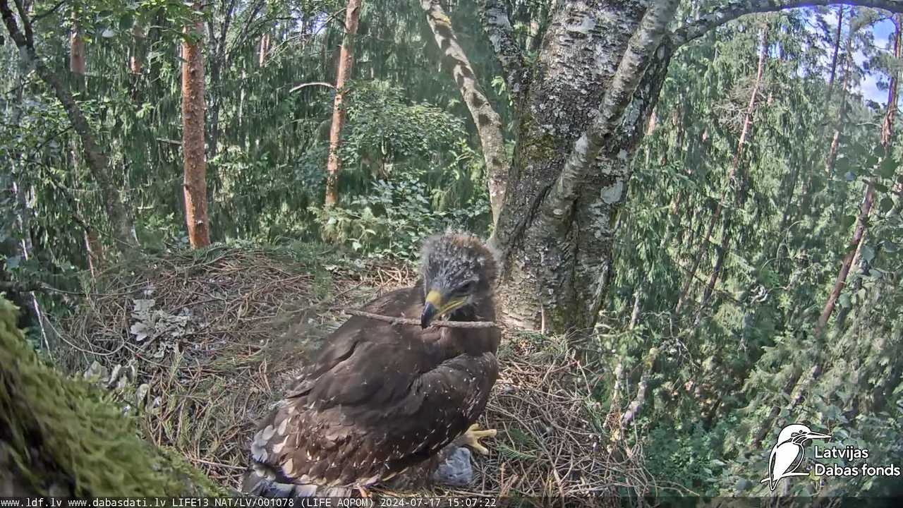 Mazais ērglis (Clanga pomarina), ligzda bērzā - LDF tiešraide 16-28-2 screenshot
