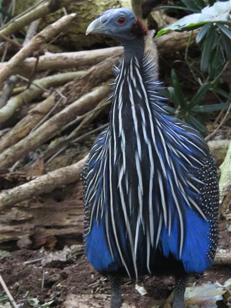 Birds-of-Eden-holiday-196-Custom.jpg