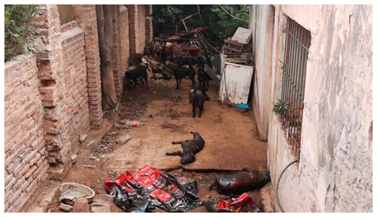 Mujer que rescató 30 perros teme que los canes la devoren; no puede alimentarlos