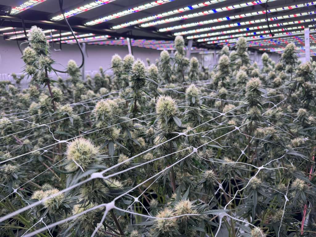 AC/DC CBD hemp strain premium flower close-up from Oklahoma grow