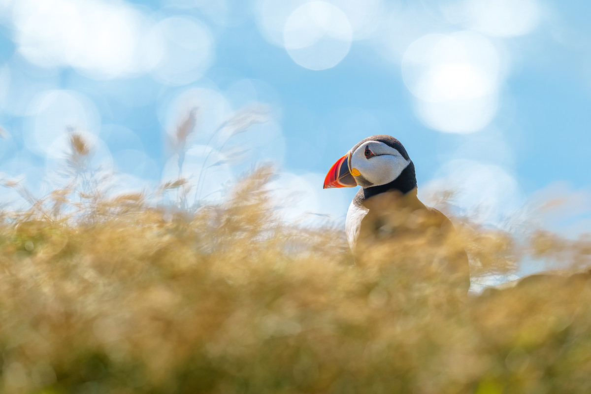 Tegenlicht puffin