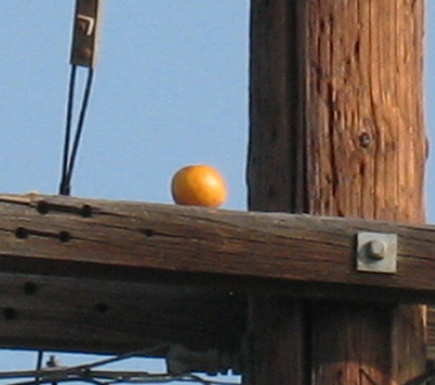 orange-2.jpg
