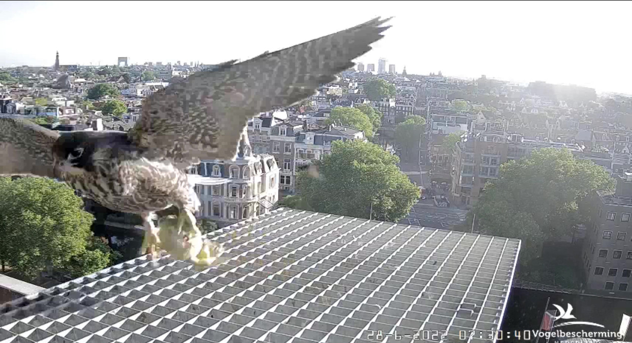 Amsterdam/Rijksmuseum screenshots © Beleef de Lente/Vogelbescherming Nederland - Pagina 33 Video-2022-06-28-073433-Moment-3