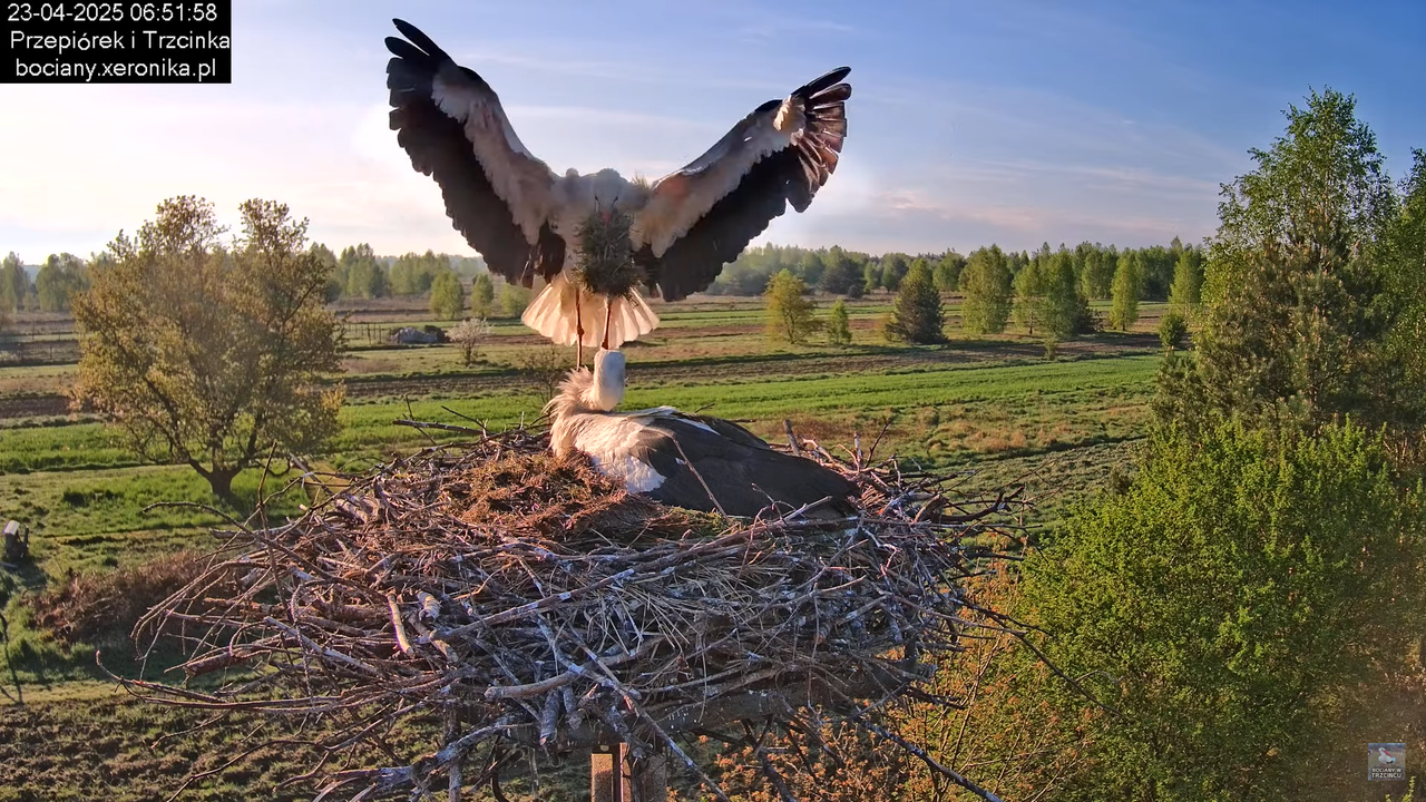 23042025bociany6