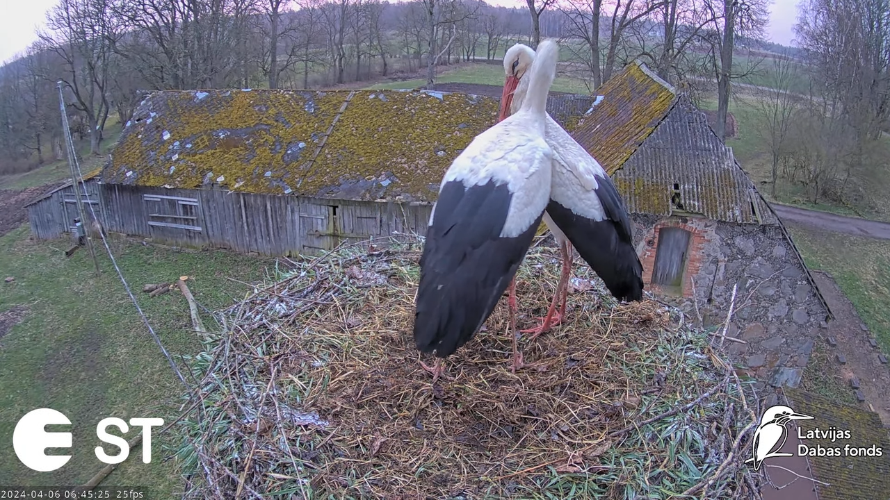 Baltie stārķi (Ciconia ciconia) Tukuma novadā - LDF tiešraide __ White storks in Tukums, Latvia 9-46