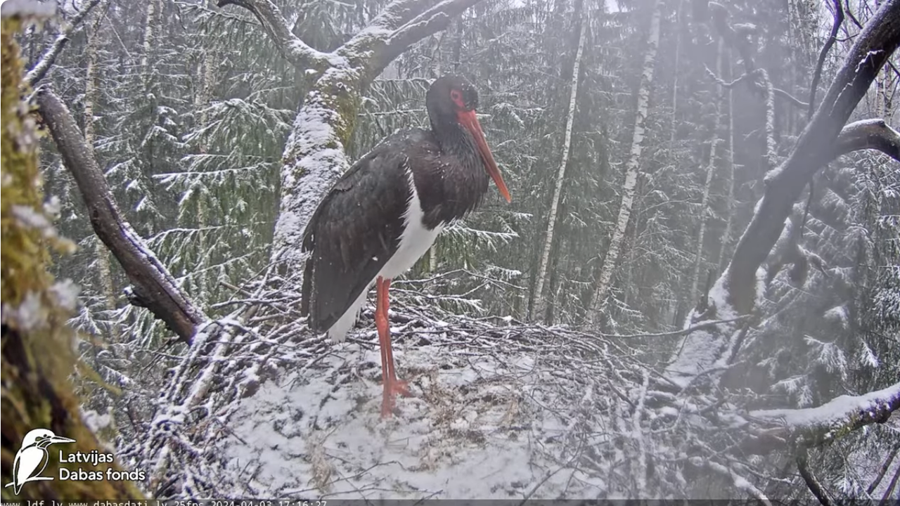 Screenshot 2024-04-03 at 16-33-06 (7) Melnais stārķis (Ciconia nigra) Ogres novadā - LDF tiešraide -