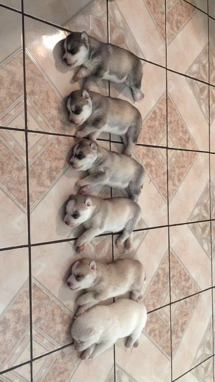 I heard a great joke about amnesia, but I forgot it Husky