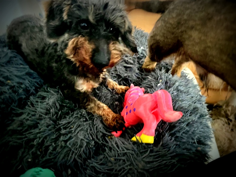 [Image: IMG-2894.jpg]