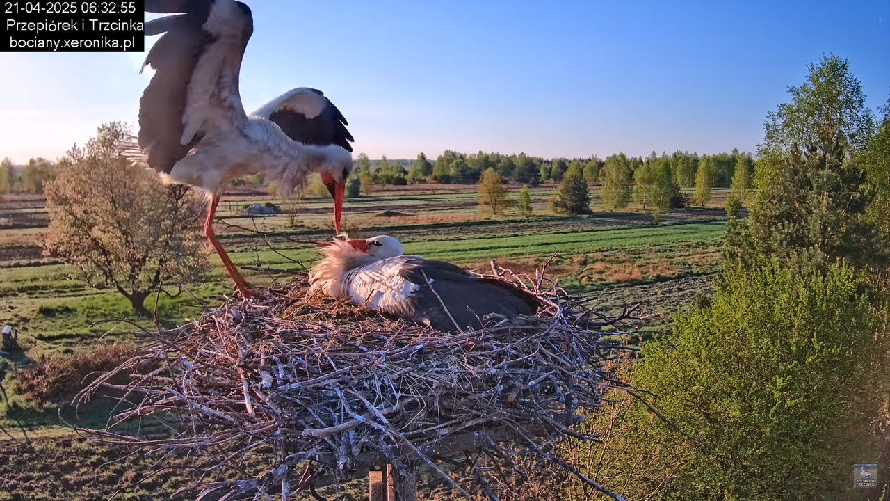 21042025bociany5