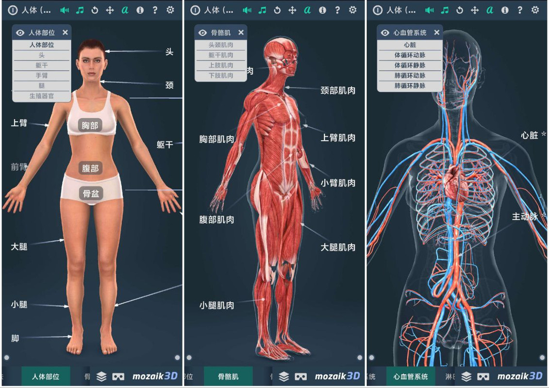 Human body (female)