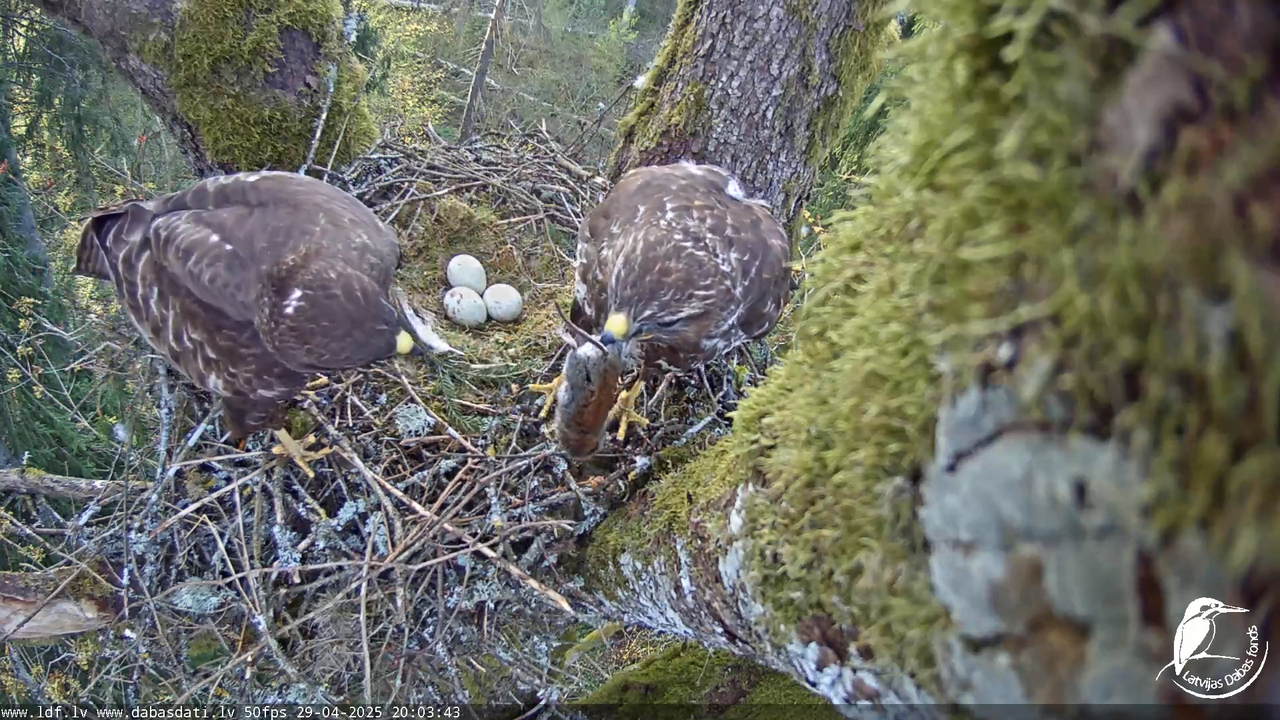 Melnās klijas (Milvus migrans) Kurzemē_ peļu klijāni (Buteo buteo) 15-23-37 screenshot