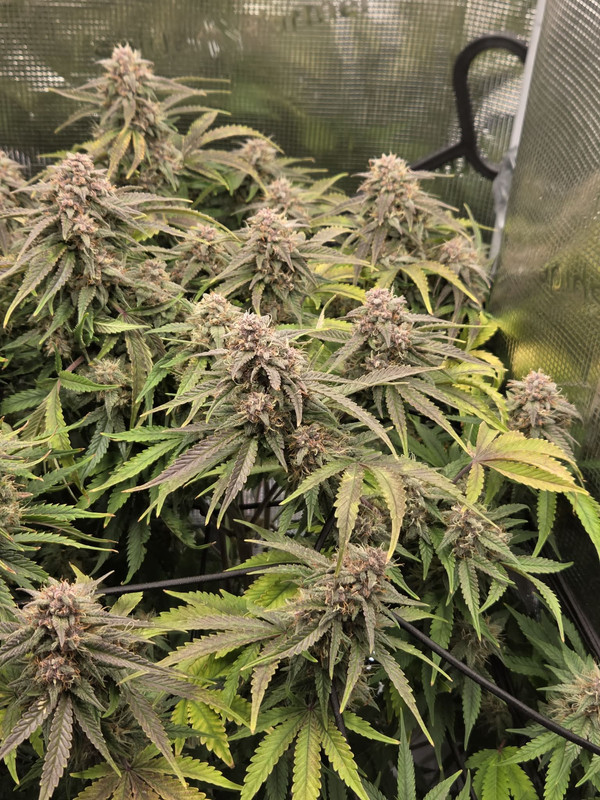 Messenger creation 1D7DF8A5 F21A 4283 82C2 8E7FF1BEAA20