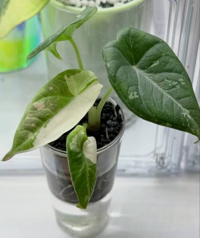 Alocasia Maharani Albo Variegated 2months by @plantsbyfaber
