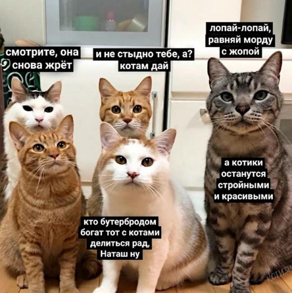 memy-pro-kotov-14-750x753.jpg