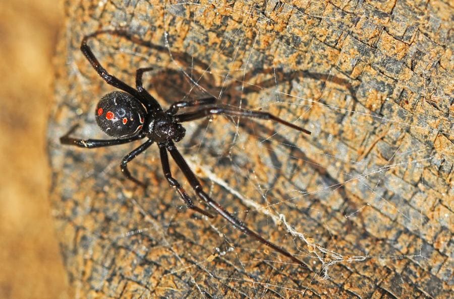 Чёрная вдова Latrodectus - шокирующие факты о легендарном пауке-убийце Чёрная вдова Latrodectus - шокирующие факты о легендарном пауке-убийце