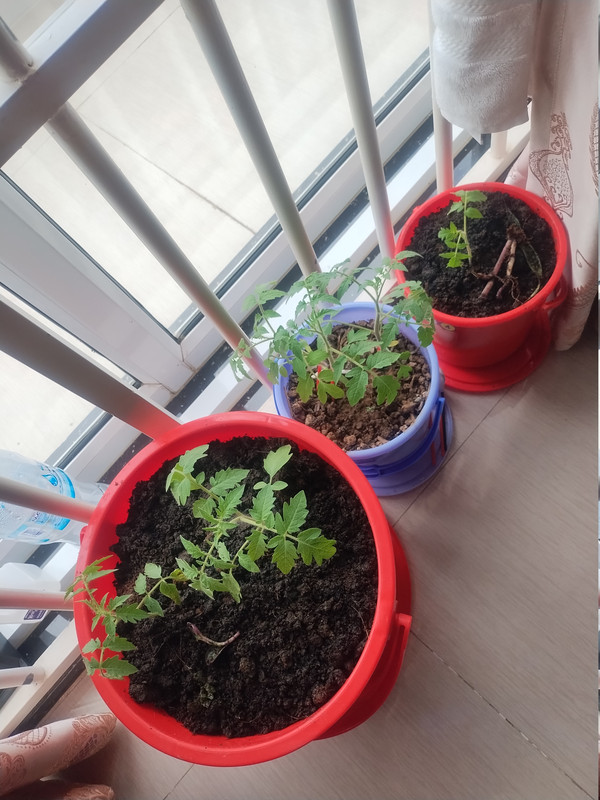 Tomatoes 260913tr
