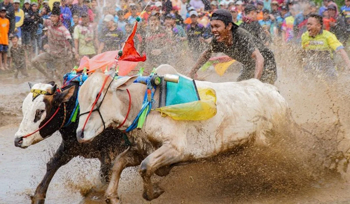 Mengintip Tradisi Karapan Sapi Brujul yang Mendebarkan di Probolinggo