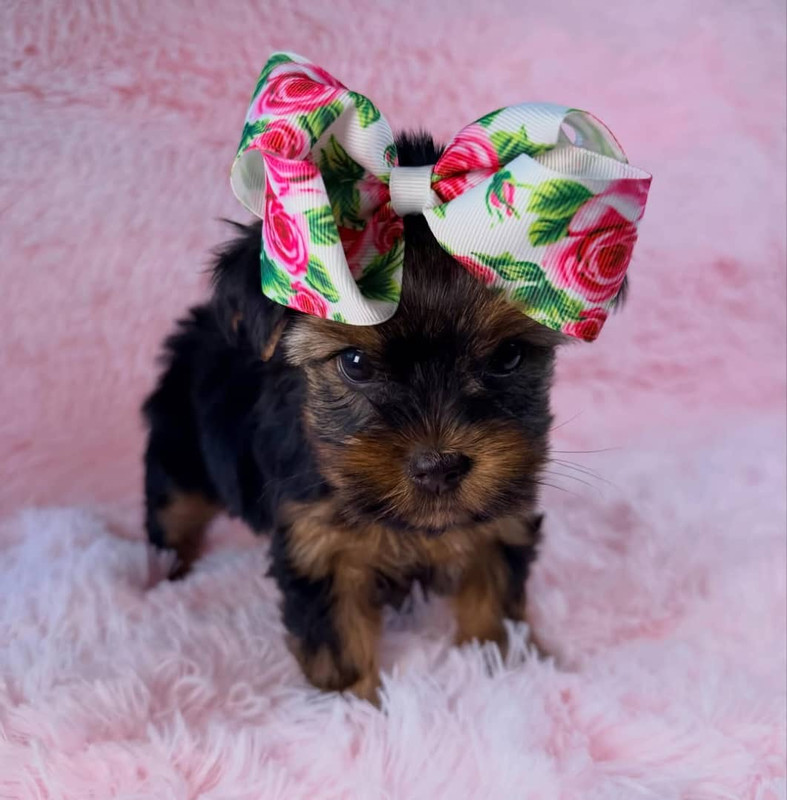Golden Yorkie