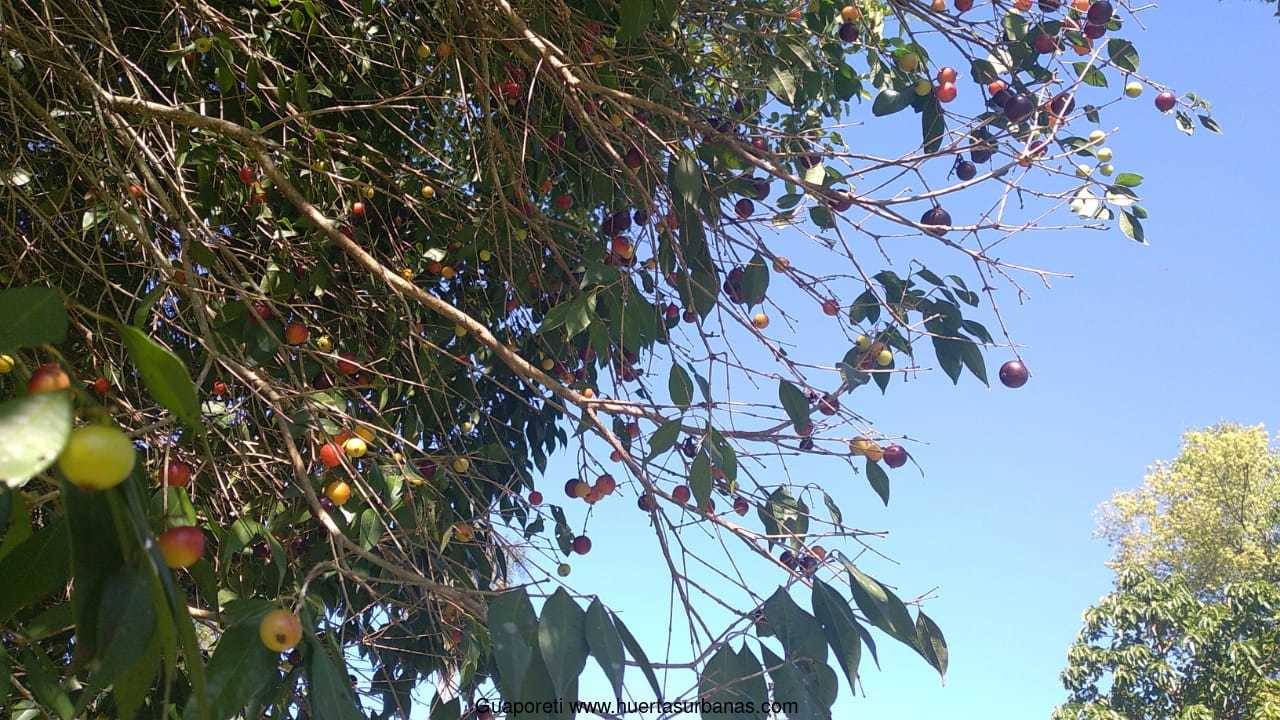 Huertasurbanas_com-guaporetifrutas.jpeg-20220103_145114Guaporeti