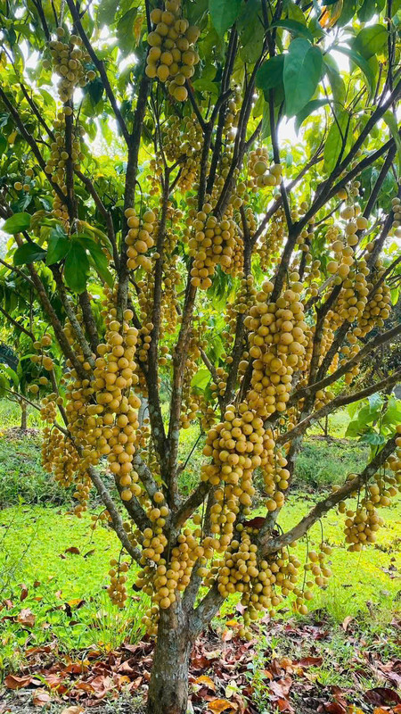 Vườn trái cây