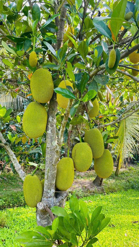 Vườn trái cây