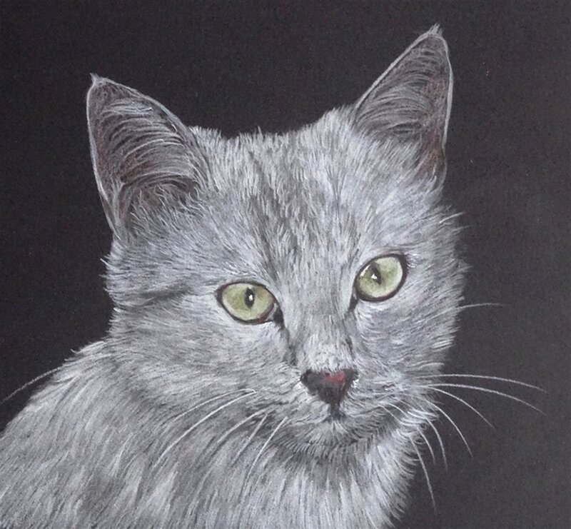 03-Silver-Tabby