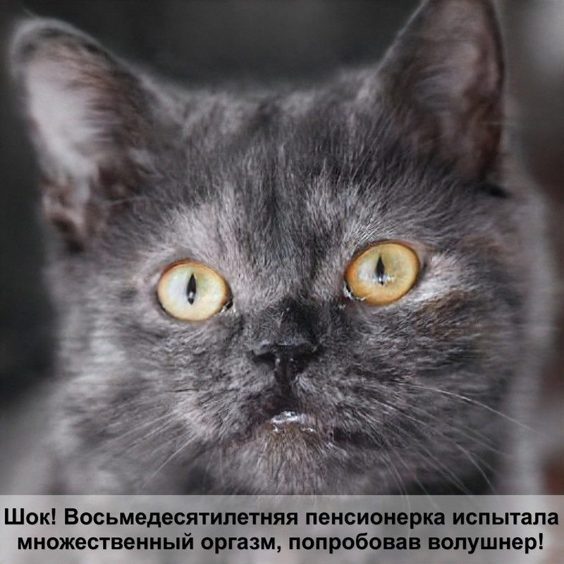 блошиный дерматит у кошек