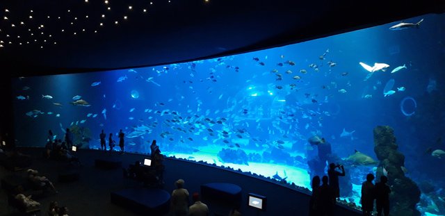 Gran Canaria 2022 - Blogs de España - Las Palmas de Gran Canaria, el acuario Poema del Mar. (9)