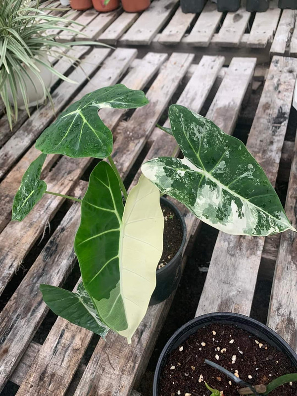 FB_IMG_1679876357106