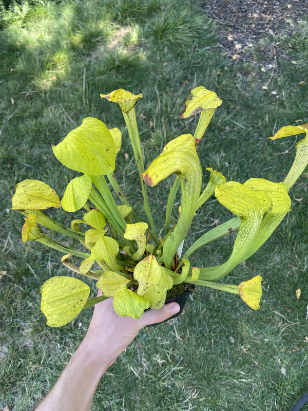 MHH fall trap, 3+ inch lid