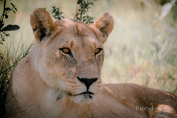 Botswana y Cataratas Victoria: la esencia de África y maravilla natural - Blogs de Botswana - Moremi: la joya de la corona, donde te emocionarás a cada instante. (8)