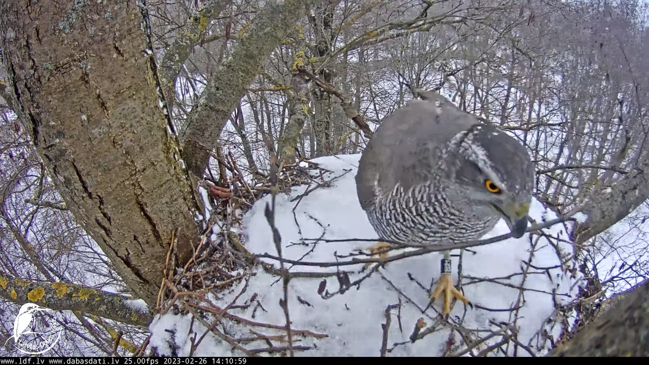 Vistu vanags (Accipiter gentilis) Rīgā - LDF tiešraide __ Goshawks, Riga, Latvia 11-46-59 screenshot