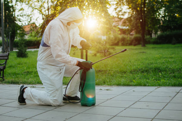 Bed Bug thermal clearance