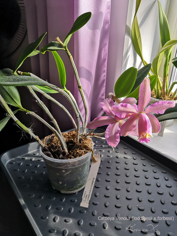 Cattleya Venosa (loddigesii x forbesii)