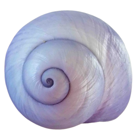 purple 7