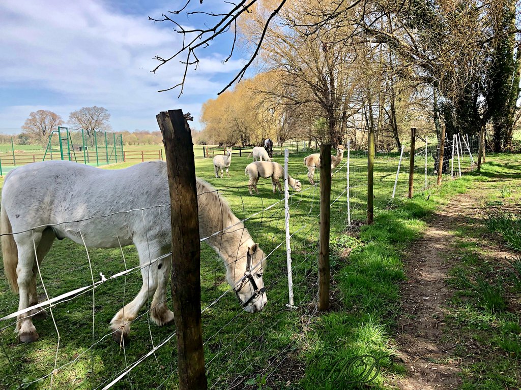 Horse-alpacas-HD.jpg