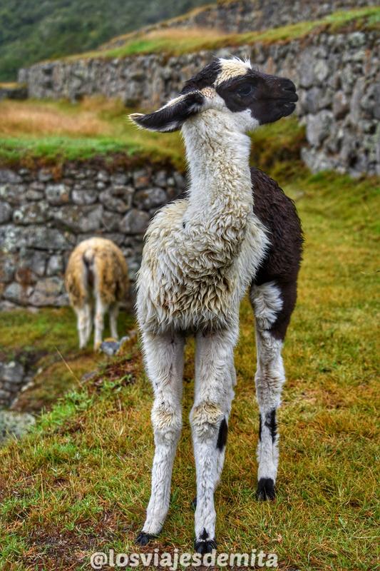 Día 15. Machu Picchu con subida Huayna Picchu - 3 SEMANAS EN PERÚ del Amazonas a Machu Picchu 2019 (4)