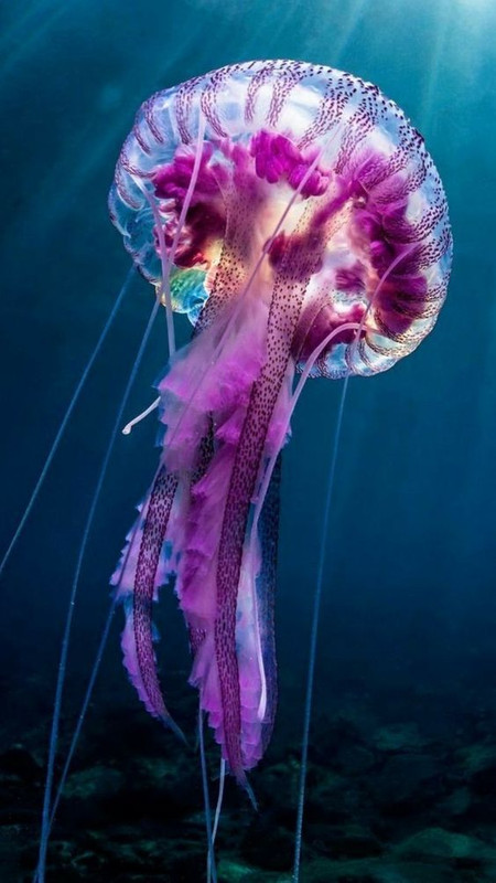 purplejellyfish.jpg