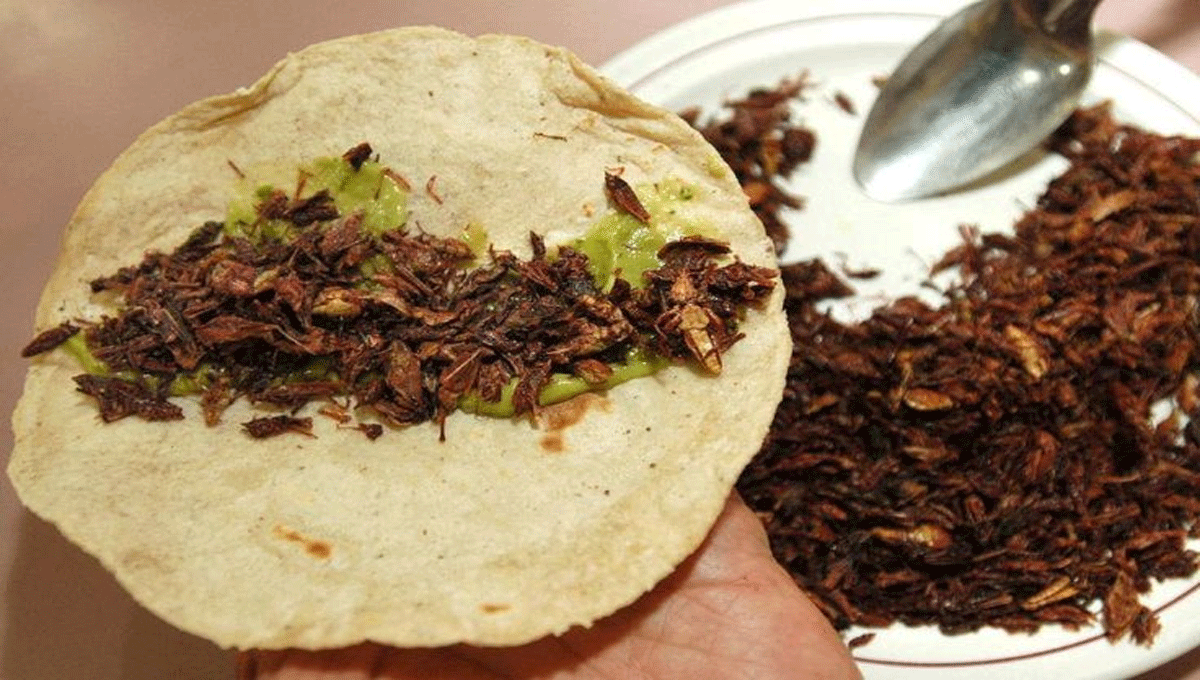 Tortilla Chapulines: Sensasi Kuliner Ekstrim dan Tradisi Mexico Menggoda